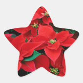 Red Poinsettia Holiday Stern-Aufkleber (Vorderseite)