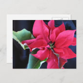 Red Poinsettia Postcard Postkarte (Vorne/Hinten)