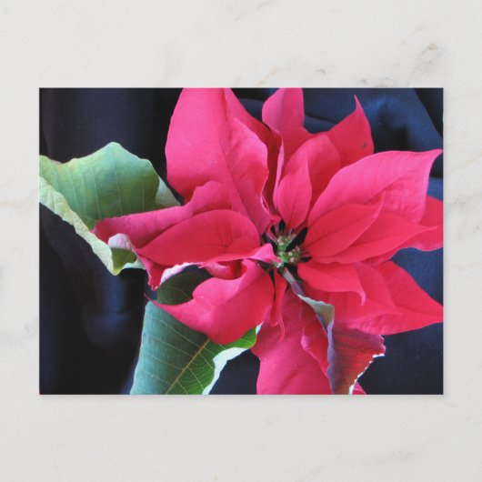 Red Poinsettia Postcard Postkarte (Vorderseite)