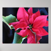 Red Poinsettia Poster (Vorne)