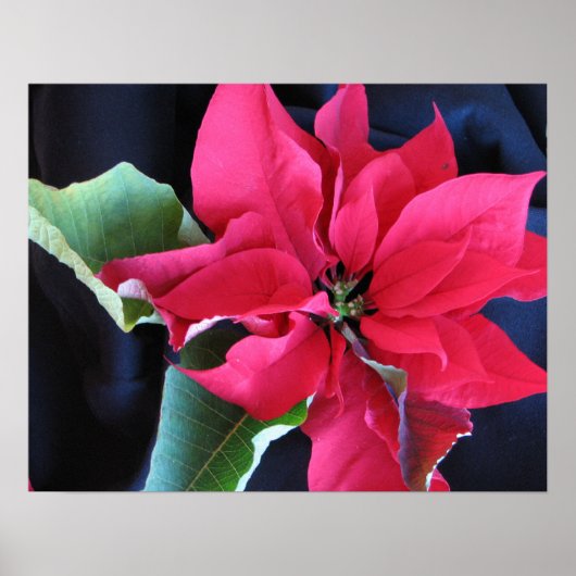Red Poinsettia Poster (Vorne)