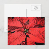 Red Poinsettia Postkarte (Vorne/Hinten)