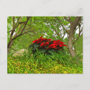Red Poinsettia Postkarte