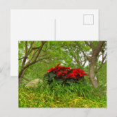 Red Poinsettia Postkarte (Vorne/Hinten)