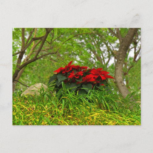 Red Poinsettia Postkarte (Vorderseite)