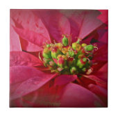 Red Poinsettia - Weihnachten Fliese (Vorderseite)
