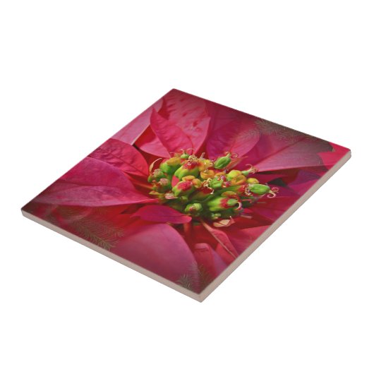 Red Poinsettia - Weihnachten Fliese (Seite)