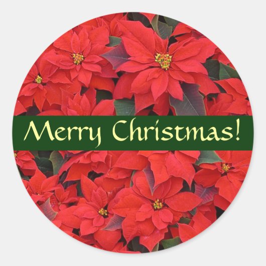 Red Poinsettias Christmas Sticker (Vorderseite)