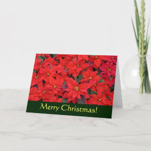 Red Poinsettias I Christmas Card (Blank Inside) Feiertagskarte