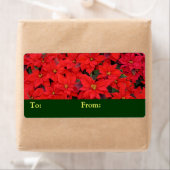 Red Poinsettias I Christmas Holiday Floral Foto (Insitu)