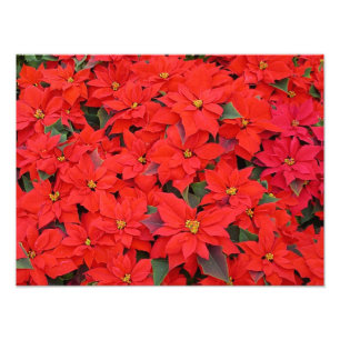 Red Poinsettias I Christmas Holiday Floral Foto