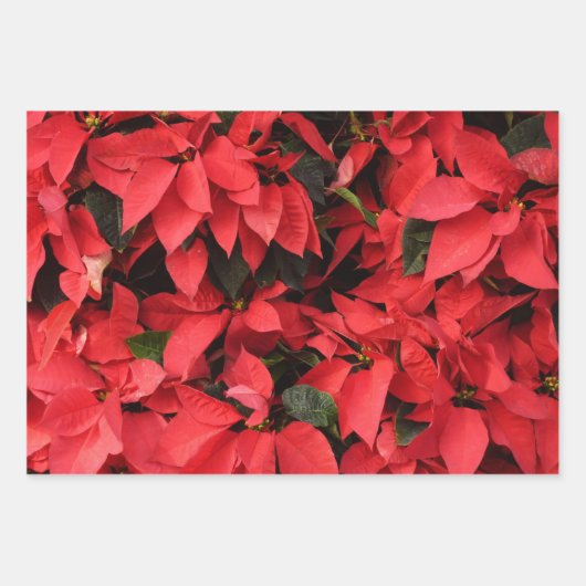 Red Poinsettias I Christmas Holiday Floral Foto Geschenkpapier Set (Vorderseite 3)