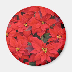Red Poinsettias I Christmas Holiday Floral Foto Magnet