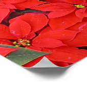 Red Poinsettias I Christmas Holiday Floral Foto Poster (Ecke)