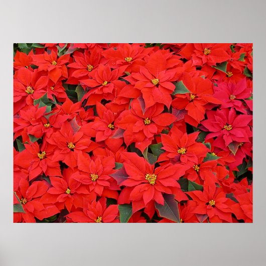 Red Poinsettias I Christmas Holiday Floral Foto Poster (Vorne)