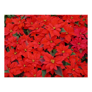 Red Poinsettias I Christmas Holiday Floral Foto Poster