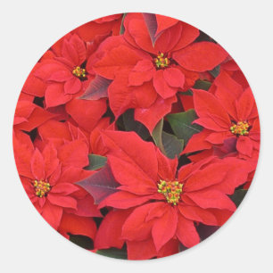 Red Poinsettias I Christmas Holiday Floral Foto Runder Aufkleber