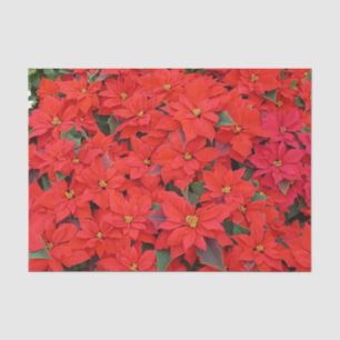 Red Poinsettias I Christmas Holiday Floral Foto Seidenpapier