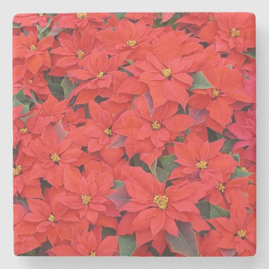 Red Poinsettias I Christmas Holiday Floral Foto Steinuntersetzer (Vorderseite)