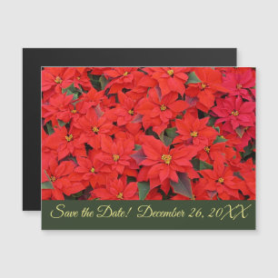 Red Poinsettias I Christmas Holiday Save the Date Magneteinladung