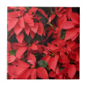 Red Poinsettias II Weihnachtsfeiertage Fliese (Vorderseite)
