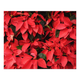 Red Poinsettias II Weihnachtsfeiertage Fotodruck