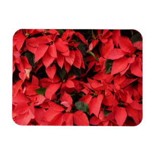 Red Poinsettias II Weihnachtsfeiertage Magnet