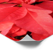 Red Poinsettias II Weihnachtsfeiertage Poster (Ecke)