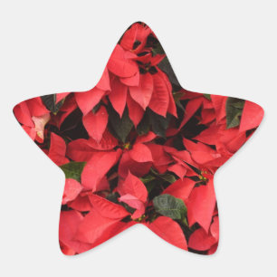 Red Poinsettias II Weihnachtsfeiertage Stern-Aufkleber