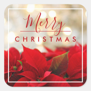 Red Poinsettias mit Golden Bokeh Weihnachten Quadratischer Aufkleber