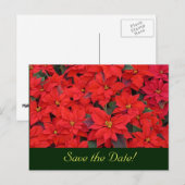 Red Poinsettias Save the Date Postcard Ankündigungspostkarte (Vorne/Hinten)