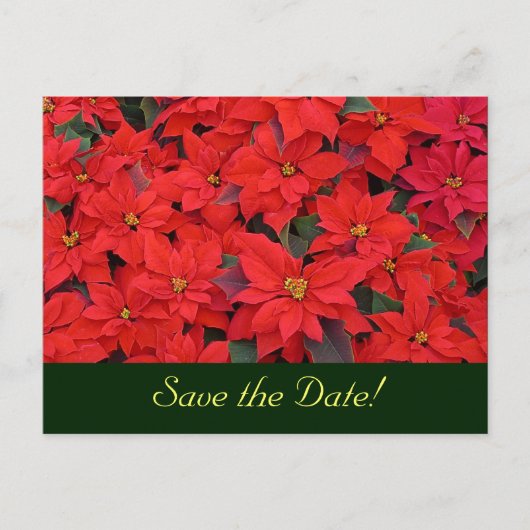 Red Poinsettias Save the Date Postcard Ankündigungspostkarte (Vorderseite)