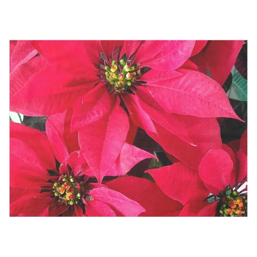 Red Poinsettias Tischdecke (Vorderseite (Horizontal))