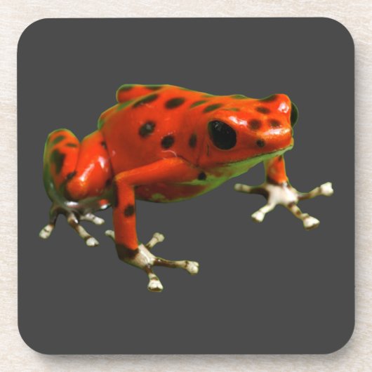 Red Poison Dart Frog Getränkeuntersetzer (Vorderseite)