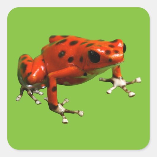 Red Poison Dart Frog Quadratischer Aufkleber (Vorderseite)