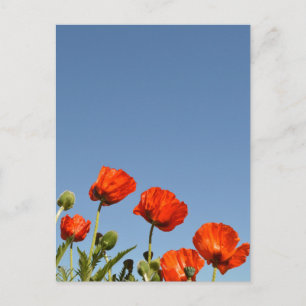 Red Poppies & Blue Sky Postkarte