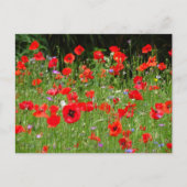 Red Poppies Field DIY Postkarte (Vorderseite)