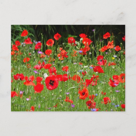 Red Poppies Field DIY Postkarte (Vorderseite)