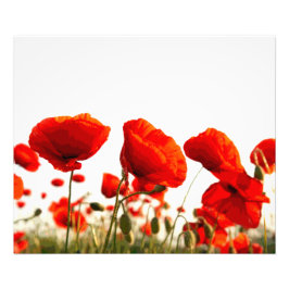 Red Poppies Fotodruck