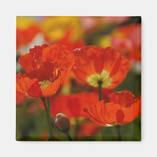 Red Poppies Magnet (Vorne)