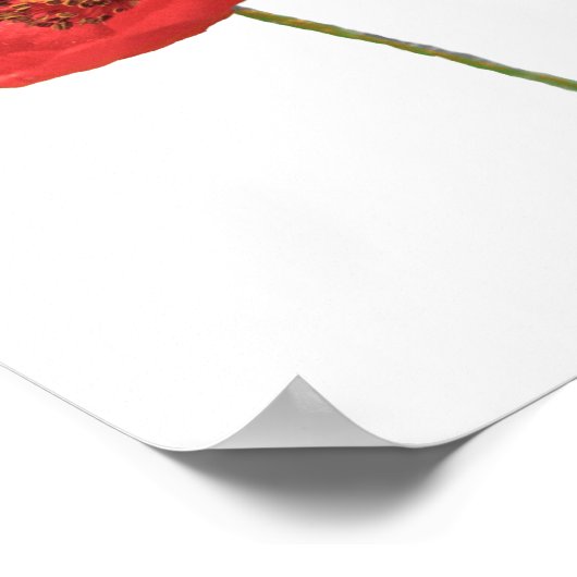 Red Poppies Poster Print (Ecke)