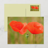 Red Poppies Postkarte (Vorne/Hinten)