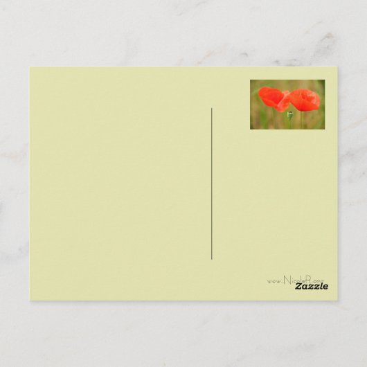 Red Poppies Postkarte (Rückseite)