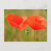 Red Poppies Postkarte (Vorderseite)
