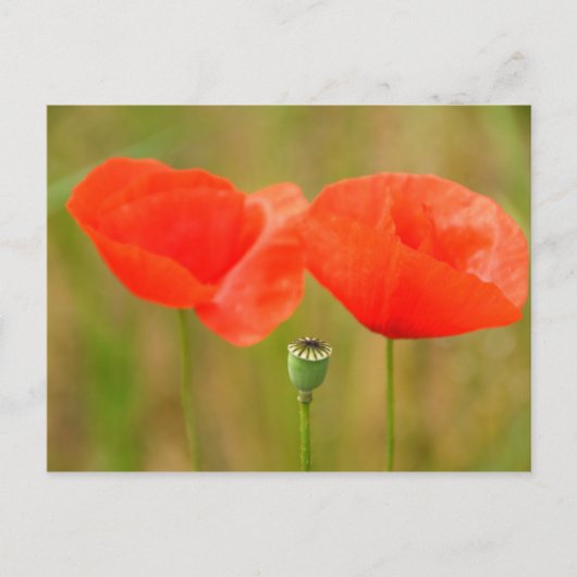 Red Poppies Postkarte (Vorderseite)