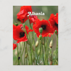 Red Poppies Postkarte