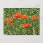 Red Poppies Wilde Blume Nah DIY Postkarte (Vorderseite)