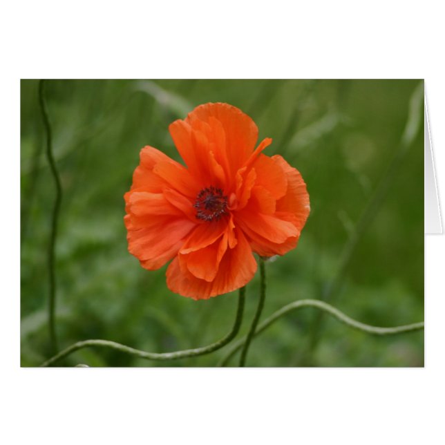Red Poppy (Vorderseite (Horizontal))