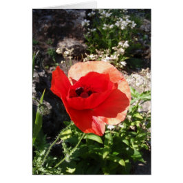 Red Poppy