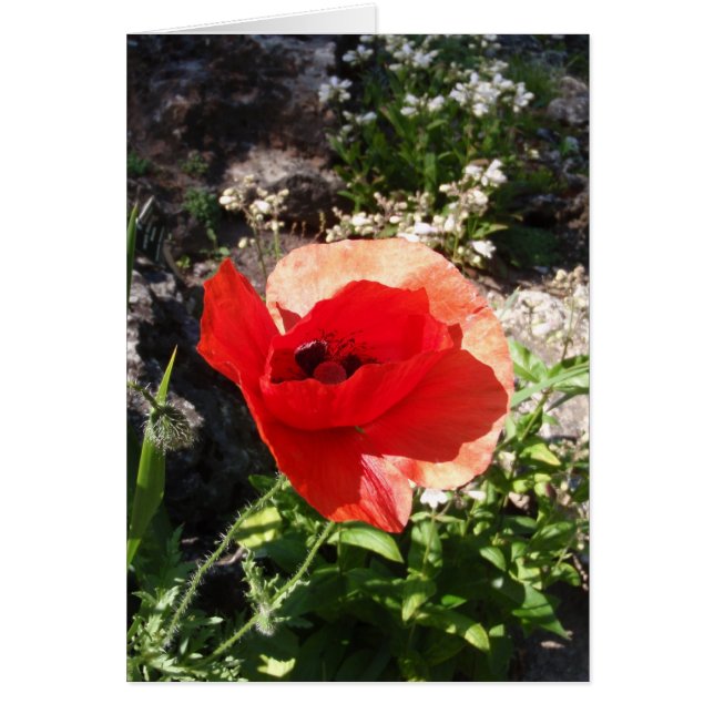 Red Poppy (Vorne)
